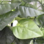 Χλοοτάπητες - Τεχνητά φυτά