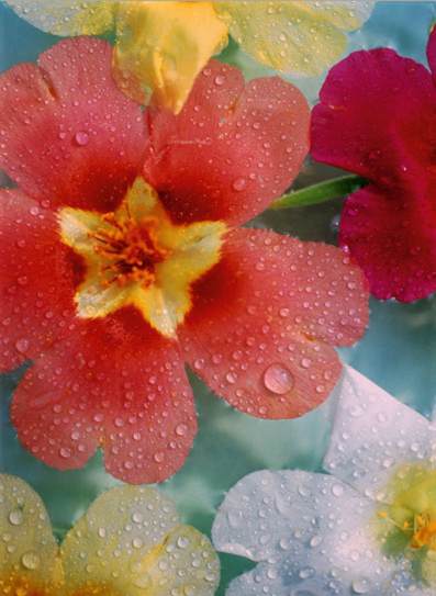 Φωτοταπετσαρία με θέμα λουλούδι 183*254 εκατοστά σε 4 κομμάτια - Κάντε κλικ στην εικόνα για να κλείσει