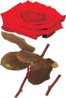 Αυτοκόλλητο έγχρωμο τριαντάφυλλο σε ρολό 43*80 εκατοστά - Κάντε κλικ στην εικόνα για να κλείσει
